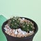 Mammillaria sp. and Melocactus sp. Cactus on black plastic pot. Drought tolerant plant.