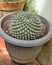 Mammillaria spinosissima known as the spiny pincushion cactus, Beehive cactus, Spinystar