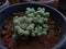 Mammillaria vetula cactus in a garden