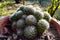 A Mammillaria vetula plant is grown as a houseplant.