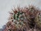Mammillaria voburnensis - cactus close up