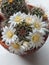 Mammillaria zeilmanniana cacatus in bloom