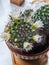 Mammillaria zeilmanniana cacatus in bloom