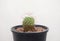 Mammillaria zeilmanniana cactus on white background