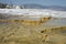 Mammoth Hot Springs Terrace geysers, Yellowstone