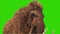 Mammoth Real Fur Walkcycle Jurassic Close Green Screen 3D Rendering Animation