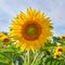 Mammoth russian sunflowers growing in a field or botanical garden on a bright day. Closeup of helianthus annuus with