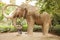 Mammoth statue in Ciutadella Park