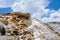 Mammoth Terraces, Yellowstone National Park, Wyoming, USA