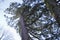 Mammoth tree, giant redwood, Sequoia, Seauoioidae, tree in the public fruit garden in Baden-Baden bright valley, in Black Fore