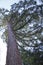 Mammoth tree, giant redwood, Sequoia, Seauoioidae, tree in the public fruit garden in Baden-Baden bright valley, in Black Fore