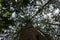 Mammoth tree, Seauoioidae, tree in the public orchard Leisberg in Baden-Baden Lichtental