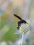 Mammoth wasp Megascolia maculata, on Eryngium plant.