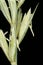 Mammoth Wild Rye Leymus racemosus. Inflorescence Detail Closeup