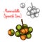 Mamonchillo lime vector sketch fruit