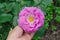 Mamy Blue rose flowers cultivated in the garden