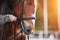 A man adjusts the reins on a bridle worn on the muzzle of a bay horse with a white stripe on the forehead, which is illuminated