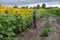 Man admiring at flowering sunflowers field while standing on a dirty road between agricultural fields