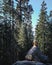 Man admiring Huge Sequia tree in the Sequia National Park, California