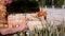 Man in aloha shirt sprinkles fertilizer onto paradise bird flowers