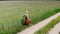 Man alone walking by country road in a green field, touching growing rye, holding suitcase in a hand, funny travel