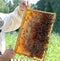 A man in the apiary holding a frame with honey
