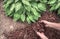 Man applying brown mulch, bark, around green healthy hosta plants in residential garden