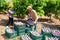 Man arranging boxes with harvested mangoes in fruit garden