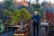 Man with asian bonsai tree