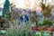 Man with asian bonsai tree