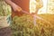 Man with bare hands is trimming a green shrub using hedge shears on his backyard. Gloves are in his pocket. Professional