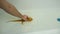 A man bathes a baby bearded agama in the bathroom in clear warm water.