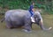 Man is bathing elephant in the river