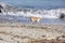 Man On Beach Throwing Stick For Dog