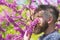 Man with beard and mustache on calm face near flowers on sunny day. Perfumery and fragrance concept. Bearded man with