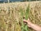 Man big hand touch corn in field. Young green barley corns