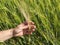 Man big hand touch corn in field. Young green barley corns