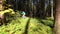 Man on a bike rides through a green forest.