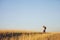 Man with binoculars on meadow