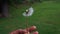 A man blowing a dandelion puff