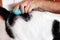 Man is brushing hair and brush cat fur comb of black white cat on table. Cute cat enjoy and happy with her owner.