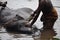 Man brushing and washing a young elefant