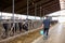 Man with bucket walking in cowshed on dairy farm