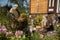 A man came to a country house with goldenrod herbs. Two herbalists.