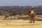 Man on camel against cityscape of Cairo