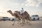 Man with camels at the million street where camels are being bought and sold