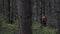 Man in camouflage clothes hunts outdoor in forest hunting alone. Close up of man hiker standing in forest. Hunter