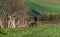 Man In A Cap And Red Checkered Shirt Rides Along The Road Amidst A Green Spring Field On A Small Tractor,Loaded With Tools And Var