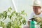 Man care about tomatos plants in greenhouse