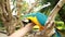 Man caresses the hand of a beautiful parrot. A man plays with a Blue Throated Macaw. A Caninde macaw parrot with a beak